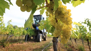 Warum Traubendiebstahl bei Winzern in Rheinhessen so häufig ist