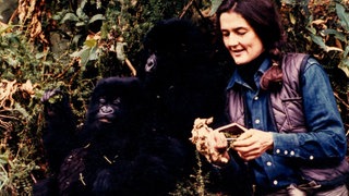 Das undatierte Foto zeigt die US-amerikanische Forscherin Dian Fossey mit einem Berggorilla bei ihrer Arbeit zum Schutz dieser Tiere zwischen Ruanda und der Demokratischen Republik Kongo.