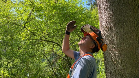Martin Benzing lehnt in seinem Birkenwäldchen an einem Baum und schaut nach oben in die Baumkrone. Durch die grünen Blätter scheint die Sonne.