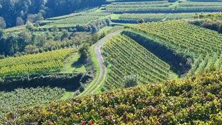 Winzer Henning Harth: Wir werden Rheinhessen in zehn Jahren nicht wiedererkennen!