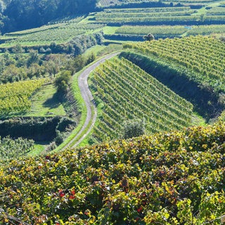 Winzer Henning Harth: Wir werden Rheinhessen in zehn Jahren nicht wiedererkennen!