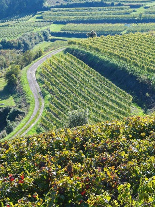 Winzer Henning Harth: Wir werden Rheinhessen in zehn Jahren nicht wiedererkennen!