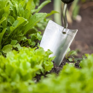 Pflücksalat im Beet