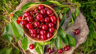 Eine Schale Kirschen auf einem Baumstumpf. Kirschbäume sind anspruchsvoll. Aber kaum jemand kann Kirschen widerstehen.