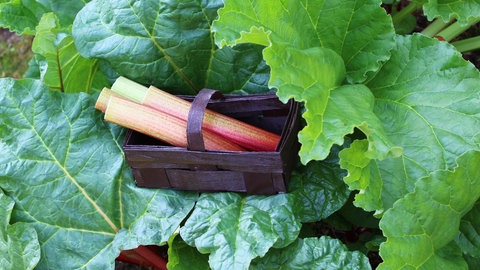 Korb mit Rhabarber-Stangen vor Rhabarber-Staude