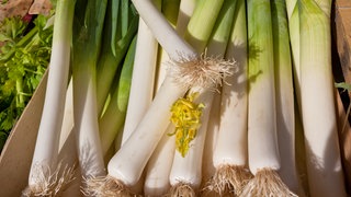 mehrere Lauchstangen