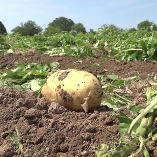 Eine Kartoffel liegt auf einer Ackerfläche