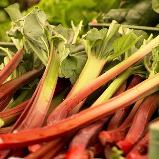 Rhabarber zählt zum Stangengemüse.