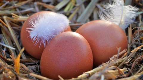 Drei Eier liegen auf Stroh