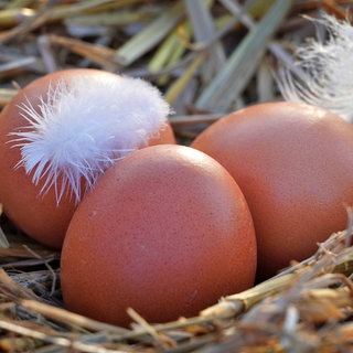 Drei Eier liegen auf Stroh