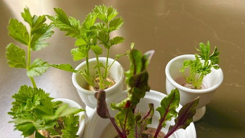 Rote-Bete, Pastinake und Möhre wachsen nochmal neu im Becher