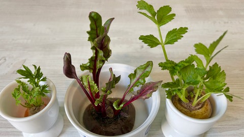 Regrowing ist beim Wachsen der Pflanzen ganz nah dabeisein
