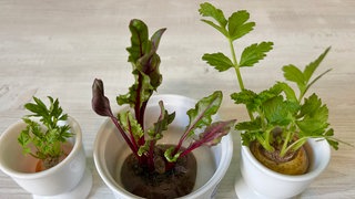 Regrowing ist beim Wachsen der Pflanzen ganz nah dabeisein