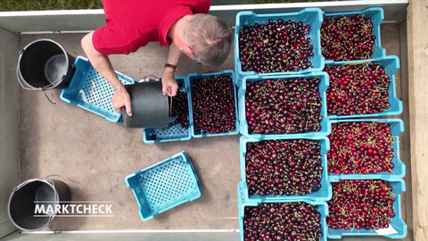 Kirschen nach der Ernte