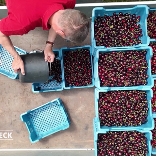 Kirschen nach der Ernte