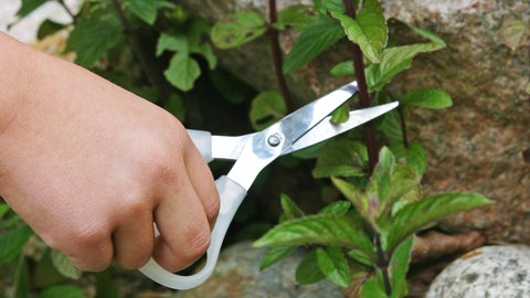 Minze wird mit einer Schere abgeschnitten: Im August kann man alle Sorten im Garten vollständig zurückschneiden. Sie treibt schnell wieder aus.