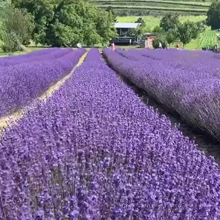 Lavendelfeld am Kaiserstuhl