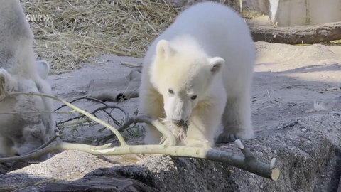 Eisbärbaby Mika