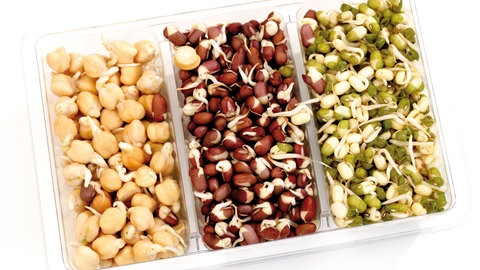 Gekeimte Kichererbsen und Bohnen