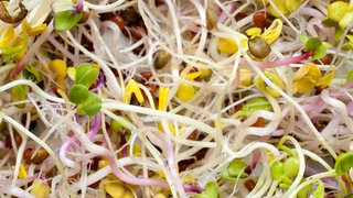 Frische Keimlinge
