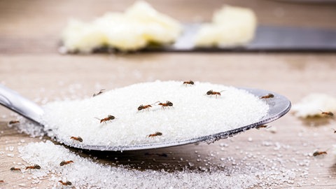 Ameisen auf Zuckerlöffel