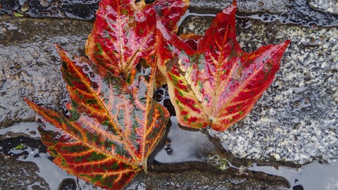 Verfärbte Laubblätter liegen auf feuchten Pflastersteinen 