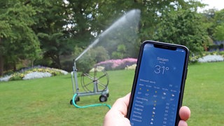 Ein iPhone zeigt eine Temperatur von 31 Grad Celsius 