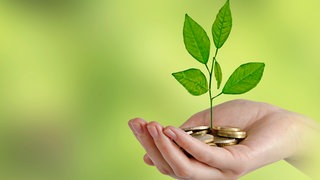 In einer Hand liegen Münzen, aus denen eine Pflanze wächst.