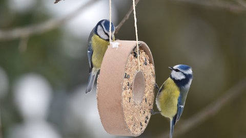 Zwei Blaumeisen an einem Meisenknödel-Futterring.