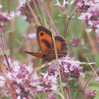 750 verschiedene Schmetterlingsarten tummeln sich auf der Dörscheider Heide.