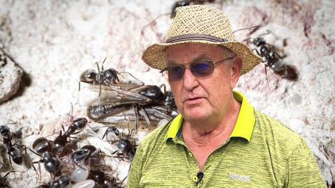 Gerhard Courret kämpft seit Jahren gegen die invasive Ameisenart.