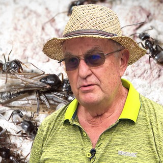 Gerhard Courret kämpft seit Jahren gegen die invasive Ameisenart.