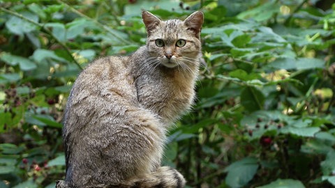Auch die Wildkatze streift wieder durchs Ahrtal.