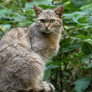 Auch die Wildkatze streift wieder durchs Ahrtal.