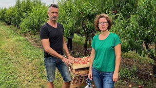 Carola und Tobias Wicke bei der Pfirsischernte