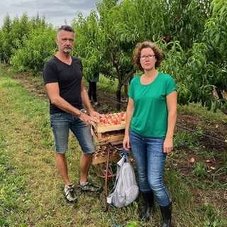 Carola und Tobias Wicke bei der Pfirsischernte