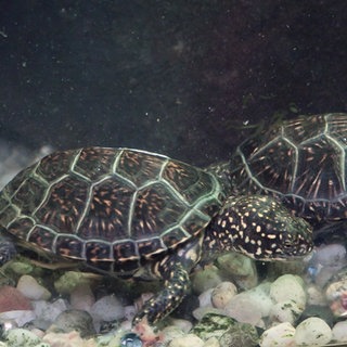 Wiederansiedlung der Sumpfschildkröten in der Südpfalz zeigt Erfolge