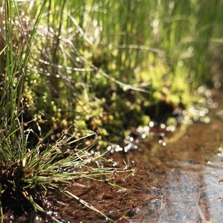 Unser Moore müssen geschützt werden.