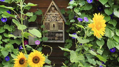 Insektenhotels sind bei Wildbienen sehr beliebt.