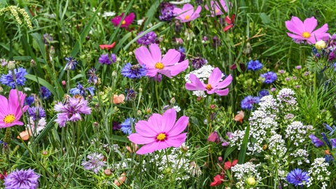 Blumenwiesen sind ein Paradies für Bienen 