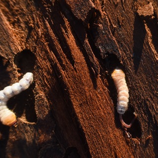 Holzwürmer fressen sich durch Holz