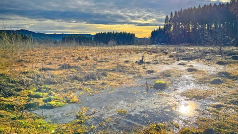 Das Haubacher-Moos - das Bild zeigt Moos- und Wasserflächen, in denen sich die Sonne spiegelt, dahinter ein Wald. Intakte Moore sind wichtig für den Klimaschutz, seltene Tiere und Pflanzen fühlen sich dort wohl und sie können beim Hochwasser-Schutz helfen. Wie, das zeigen die Moorschützer vom NABU Baden-Württemberg. Im Projekt "Naturvielfalt Westallgäu" kümmern sie sich um die Renaturierung von Mooren.