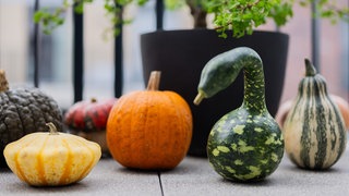 Verschiedene bunte Kürbisse liegen auf einem Balkon.