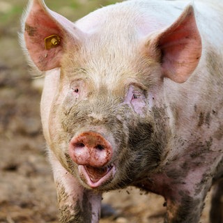 Ein Schwein, das sich im Schlamm gewälzt hat.