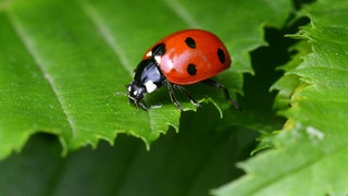 Marienkäfer nutzen die letzten wärmeren Sonnentage, um ein Winterquartier zu beziehen.