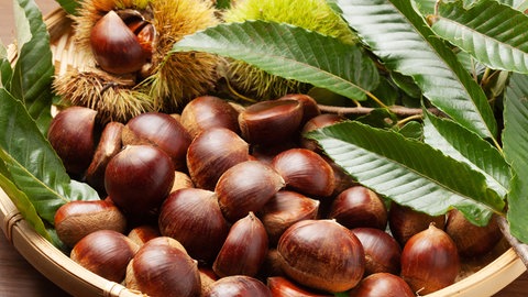 Kastanien: Esskastanien mit ihrer stacheligen Hülle