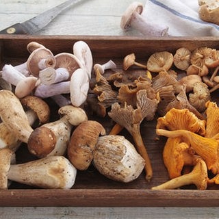 Was Gutes in Pilzen steckt