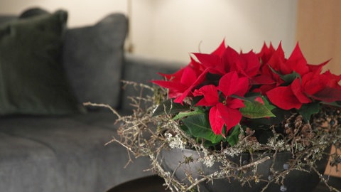 Winterzauber-Schale mit Weihnachtsstern für’s Zimmer