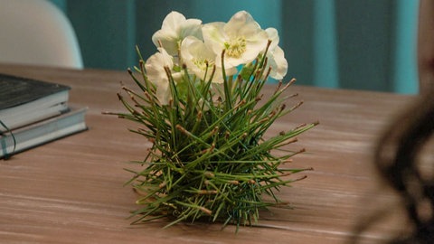 Christrosen im Pinienwald