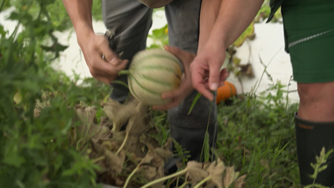 Dank der sonnig warmen Lage reifen auf dem Hof von Dirk und Sarah Schreiber Melonen auf den Feldern in der Pfalz: Charentais- und Wassermelonen.